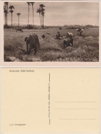 Ansichtskarte  Reisernte In Südindien 1930  - Autres & Non Classés