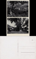 Ansichtskarte Dannenfels 2 Bild: 900 Jähriger Kastanienbaum Und Stadt 1932  - Other & Unclassified