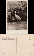 Ansichtskarte  Der Kranich - Naturdenkmäler Der Oberlausitz 1932  - Pájaros