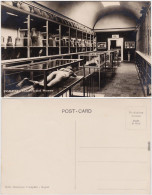 Pompei Interno Del Museo Kampanien B Napoli Neapel Foto Ansichtskarte  1930 - Otros & Sin Clasificación