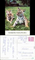 Ansichtskarte Dresden Zoologischer Garten - Junge Bengaltiger 1982 - Dresden