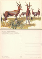 Ansichtskarte  Zeichnung: Buntbock 1975 - Zeitgenössisch (ab 1950)