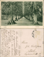 Ansichtskarte Plön Schloßallee 1924 - Other & Unclassified