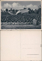 Ansichtskarte Bad Fallingbostel H. Lönsgrab Im Tietlinger Wacholderpark 1950 - Autres & Non Classés