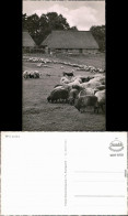 Ansichtskarte Wilsede-Bispingen Bauernhof 1960 - Autres & Non Classés