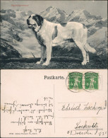 Ansichtskarte  Bernhardinerhund Alpeb Schweiz Suisse 1910 - Dogs