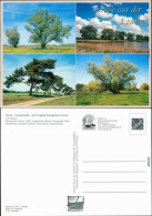 Ansichtskarte Lewitz Naturschutzgebiet - Bäume 2005 - Autres & Non Classés