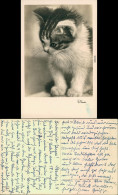 Ansichtskarte  Tiere - Katzen - Mieze 1955 - Katzen
