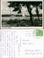 Ansichtskarte Reinickendorf-Berlin Seegarten 1953 - Reinickendorf