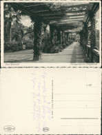Ansichtskarte Bad Pyrmont Rosengang Am Schlossteich 1930 - Bad Pyrmont