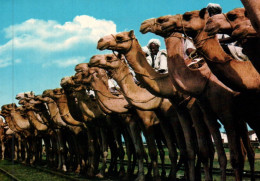 CPM - ETHIOPIA - Camels - Edition Foto Eritrea - Ethiopië