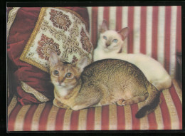 3D-AK Katzen Ruhen Auf Einem Sessel  - Photographs