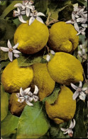 CPA Kalifornien USA, Reife Zitronen Und Blüten - Other & Unclassified