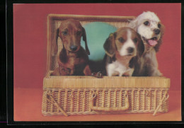 3D-AK Three Dogs In Basket  - Photographs