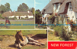 R157489 New Forest. Multi View. Dennis - Mundo