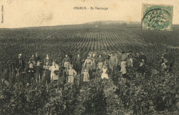 CHABLIS - En Vendange - Ouvrières Et Ouvriers Dans Les Vignes - Chablis