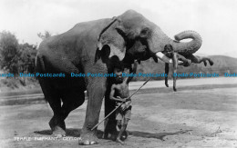 R157036 Temple Elephant Ceylon. Plate - Monde