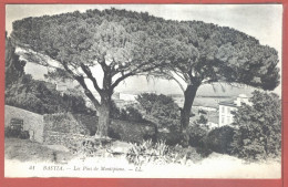 11225 / BASTIA 20-Corse Les Pins De MONTEPIANO 1910s Editions LEVY 41 Corsica - Bastia