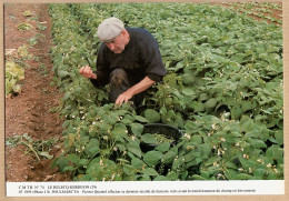 11170 / LE RELECQ KERHUON (29) Pierrot QUENTEL Derniere Recolte HARICOTS Av LOTISSEMENT Photo POULMARC'H 1995  Cpag - Other & Unclassified