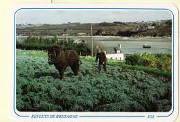 11154 / SAINT-POL-de-LEON 29-Finistère Culture Artichauts SARCLAGE Reflets BRETAGNE Attelage Cheval -JOS RB 102 Cpag - Saint-Pol-de-Léon