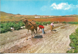 ESPAGNE. ILES CANARIES. LABOURER AVEC CHAMEAU. 1984. - Autres & Non Classés