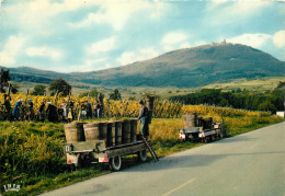 68 VENDANGES EN ALSACE - Autres & Non Classés