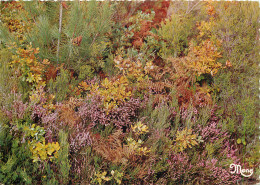 40 PAYS LANDAIS FLEURS D'AUTOMNE - Autres & Non Classés