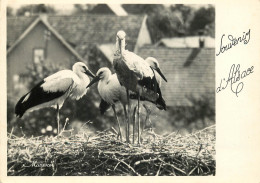 67 NID DE CIGOGNE - Otros & Sin Clasificación