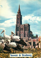 68 SOUVENIR DE STRASBOURG - Strasbourg