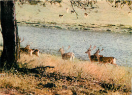 03 PARC ANIMALIER DE GOUTTES THIONNE  - Autres & Non Classés