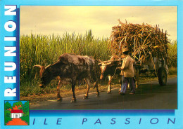 LA REUNION ATTELAGE  - Autres & Non Classés