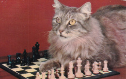 JEU(ECHECS) CHAT - Schach