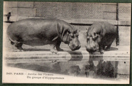 75 - PARIS - Jardin Des Plantes - Un Groupe D'Hippopotames - Parcs, Jardins