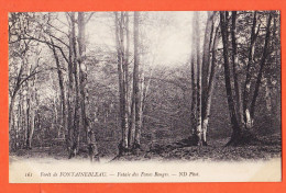 12069 / ⭐ Foret De FONTAINEBLEAU 77-Seine Et Marne Futaie Des Fosses Rouges 1910s NEURDEIN Photo 161 - Fontainebleau