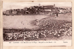 12393 / ⭐ CANNES 06-Alpes Maritimes Mouettes Plage Sea Gull On Beach 1930s - LEVY NEURDEIN SELECTA 200 - Cannes