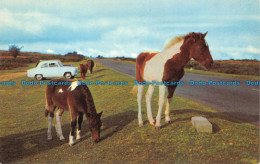 R157148 Dartmoor Ponies - World
