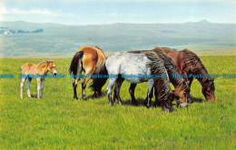 R157156 Dartmoor Ponies - World