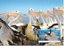 Australia - Postal Stationery And Maximum Card 2011 : Australian Pelican  -  Pelecanus Conspicillatus - Pelicans