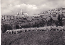 Cartolina Assisi ( Perugia ) Sacro Convento - Scorcio Panoramico - Perugia
