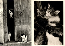 2 Cartes : Chats -cats  -katzen - Poezen Samen Aan De Poort - Cats