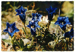 FLORE DE MONTAGNE - La Gentiane Bleue - Autres & Non Classés