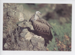 Oiseau, Vautour Himalaya - Volerie Du Forez Marcilly Le Chatel (cp Vierge C. Levet Photographe) Lucky - Pájaros