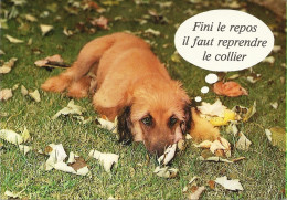 *CPM - Animaux Humoristiques - Chien - Fini Le Repos Il Faut Reprendre Le Collier - Humour