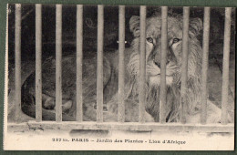 75 - PARIS - Jardin Des Plantes - Lion D'Afrique - Parks, Gärten