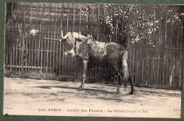 75 - PARIS - Jardin Des Plantes - Le Gnou - Parcs, Jardins