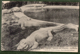 75 - PARIS - Jardin Des Plantes - Caïmans - Parks, Gärten