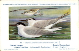Artiste CPA Dupond, Hub., Sterna Sandvicensis Sandvicensis, Große Seeschwalbe Nr. 83 - Other & Unclassified
