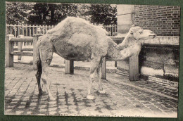 75 - PARIS - Jardin Des Plantes - Le Dromadaire - Parchi, Giardini