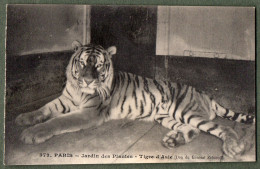 75 - PARIS - Jardin Des Plantes - Tigre D'Asie - Parks, Gärten