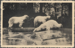 CPA CARTE POSTALE BELGIQUE  ANVERS JARDIN ZOOLOGIQUE LES OURS BLANCS - Other & Unclassified